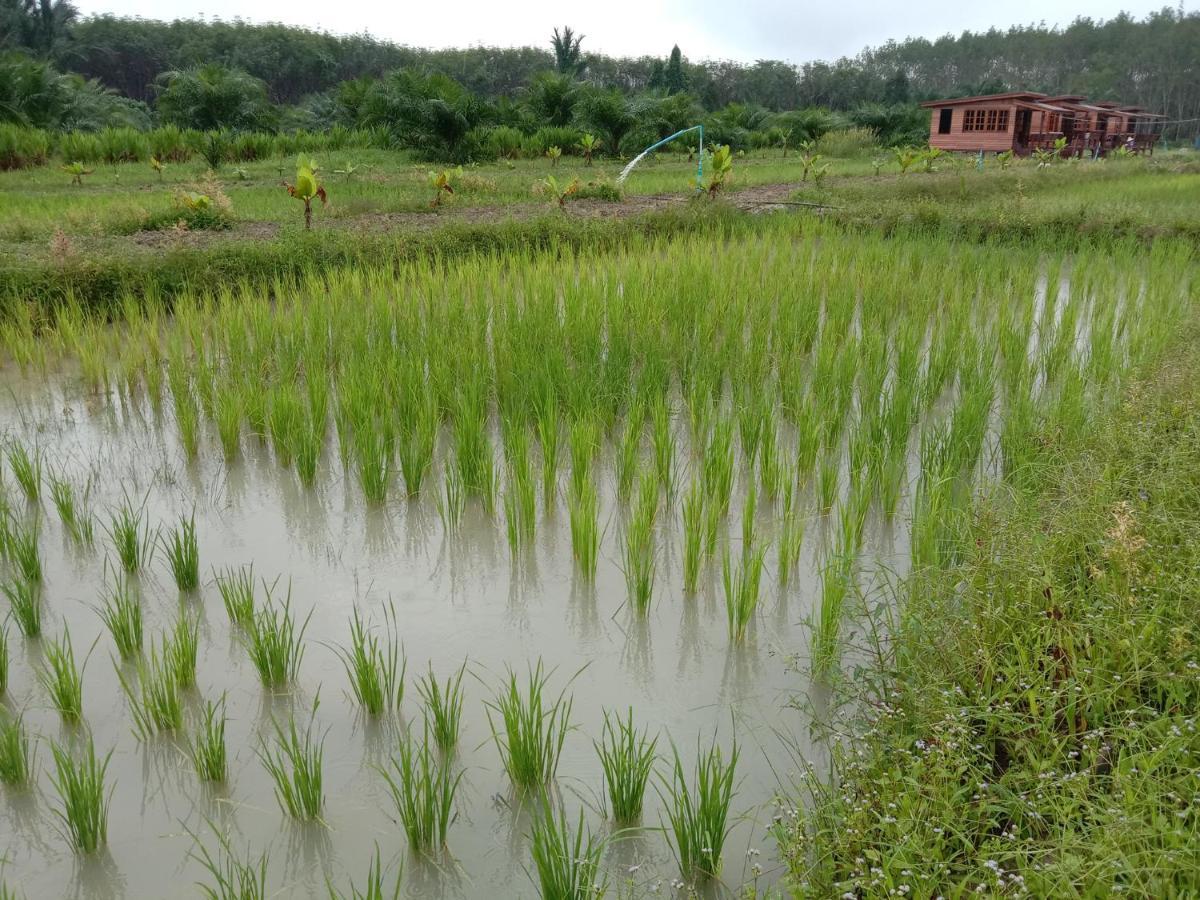 Ban Na No ไร่นาบัวหลวง คาเฟ่ & ฟาร์มสเตย์ Raina Bualuang Cafe & Farm Stay מראה חיצוני תמונה